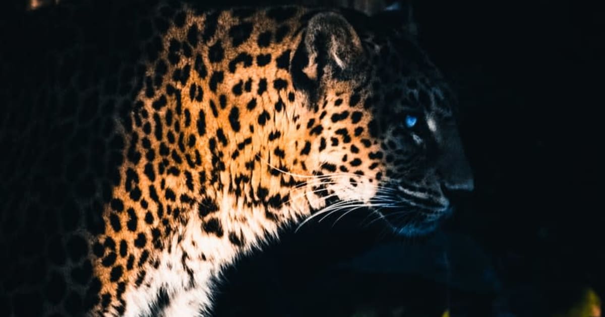 Yggdrasil Partners ReelPlay لإطلاق Jaguar SuperWays من Bad Dingo