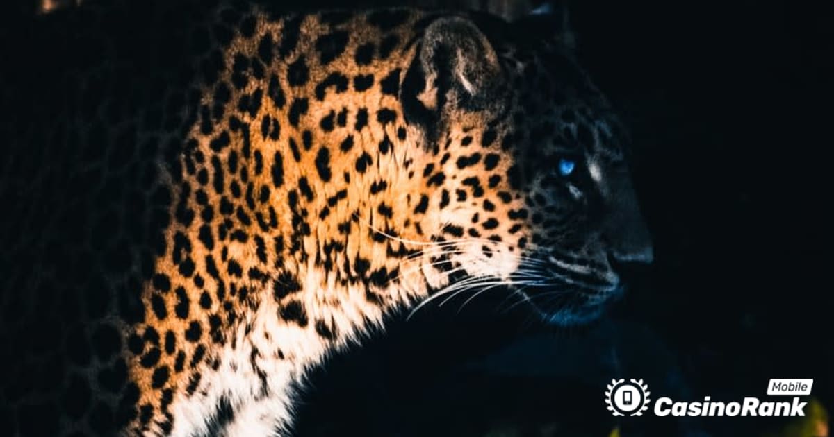 Yggdrasil Partners ReelPlay Ù„Ø¥Ø·Ù„Ø§Ù‚ Jaguar SuperWays Ù…Ù† Bad Dingo