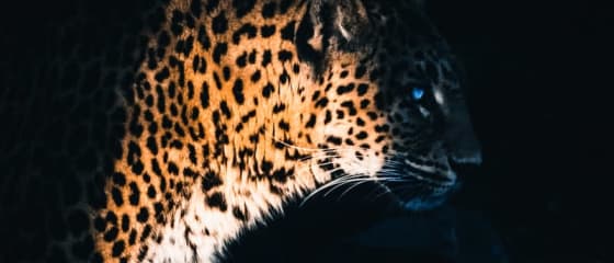 Yggdrasil Partners ReelPlay لإطلاق Jaguar SuperWays من Bad Dingo